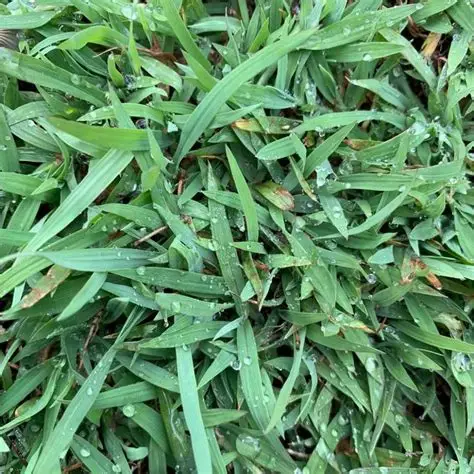 Aussie Blue Couch grass - One of the softest turf varieties on the market with a beautiful blue-green tinge. Grows exceptionally well in South East Queensland's sub-tropical climate.