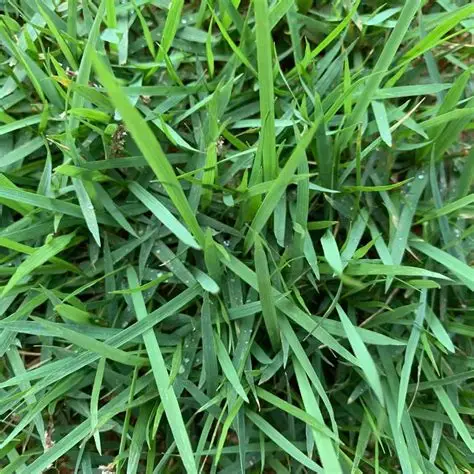 Wintergreen Couch turf grass - premium lawn variety for Brisbane and South-East Queensland homes